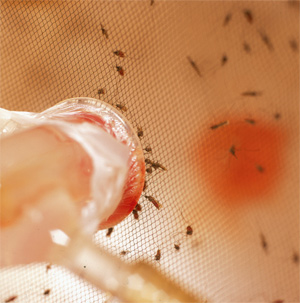 In the insectary, caged mosquitoes feed on Plasmodiumladen blood.