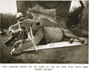 Patterson and his first kill, a lion measuring 9 feet, 8 inches from the tip of his nose to the tip of his tail. 